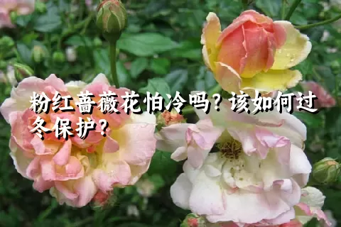 粉红蔷薇花怕冷吗？该如何过冬保护？