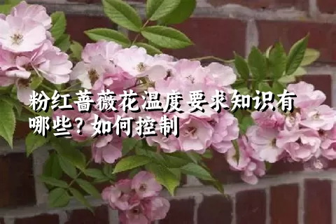 粉红蔷薇花温度要求知识有哪些？如何控制