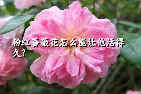 粉红蔷薇花怎么能让他活得久？