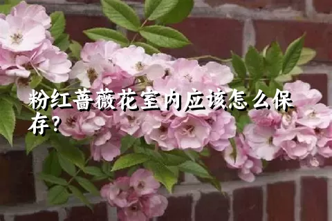 粉红蔷薇花室内应该怎么保存？