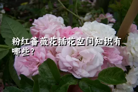 粉红蔷薇花插花空间知识有哪些？