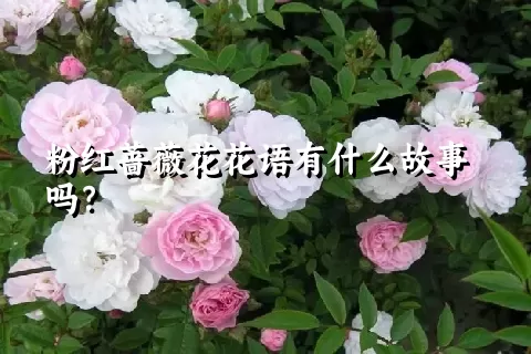 粉红蔷薇花花语有什么故事吗？