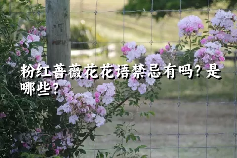 粉红蔷薇花花语禁忌有吗？是哪些？