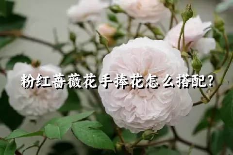 粉红蔷薇花手捧花怎么搭配？