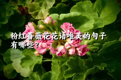 粉红蔷薇花花语唯美的句子有哪些？