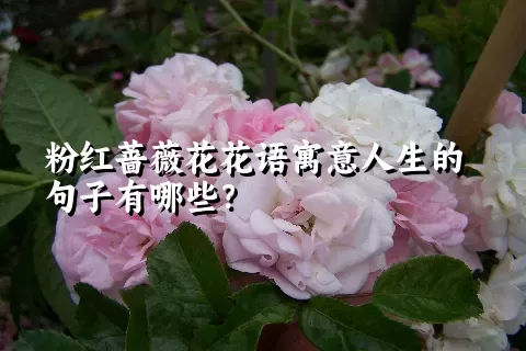 粉红蔷薇花花语寓意人生的句子有哪些？