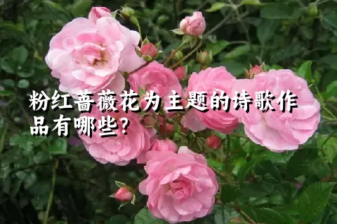 粉红蔷薇花为主题的诗歌作品有哪些？