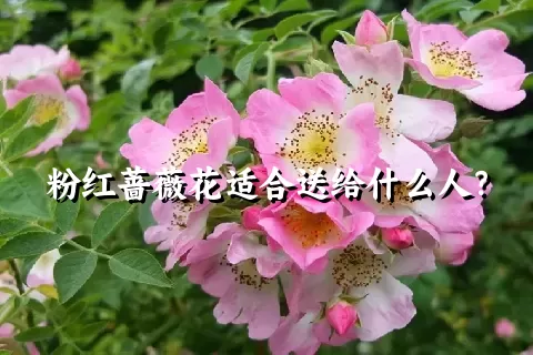 粉红蔷薇花适合送给什么人？