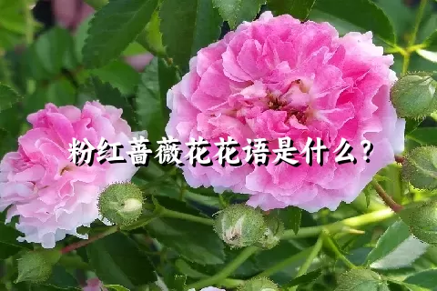 粉红蔷薇花花语是什么？