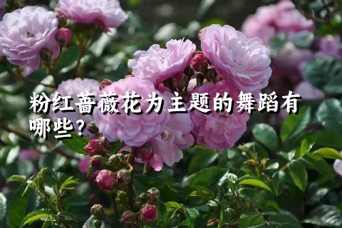 粉红蔷薇花为主题的舞蹈有哪些？