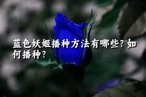 蓝色妖姬播种方法有哪些？如何播种？