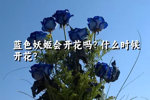 蓝色妖姬会开花吗？什么时候开花？