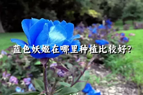 蓝色妖姬在哪里种植比较好？