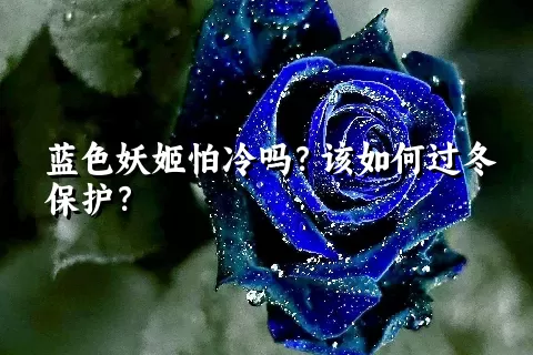 蓝色妖姬怕冷吗？该如何过冬保护？