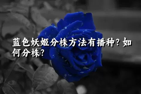 蓝色妖姬分株方法有播种？如何分株？