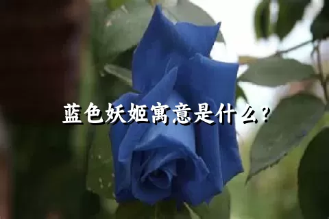 蓝色妖姬寓意是什么？