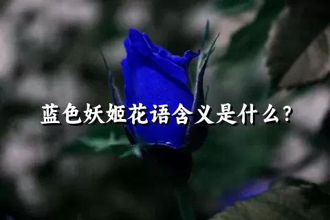 蓝色妖姬花语含义是什么？