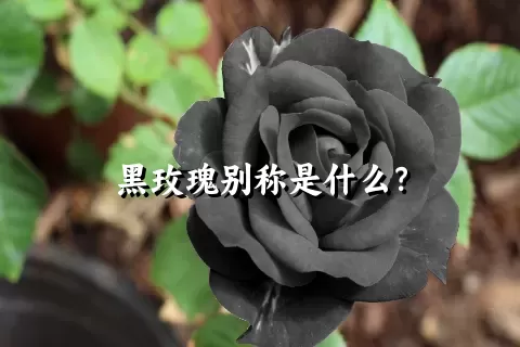 黑玫瑰别称是什么？