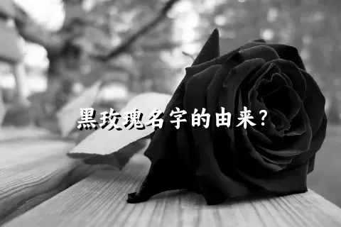 黑玫瑰名字的由来？