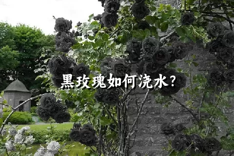 黑玫瑰如何浇水？