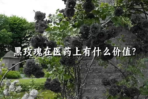 黑玫瑰在医药上有什么价值？