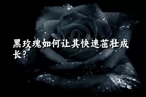 黑玫瑰如何让其快速茁壮成长？