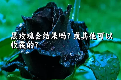 黑玫瑰会结果吗？或其他可以收获的？