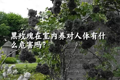 黑玫瑰在室内养对人体有什么危害吗？