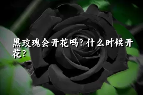 黑玫瑰会开花吗？什么时候开花？