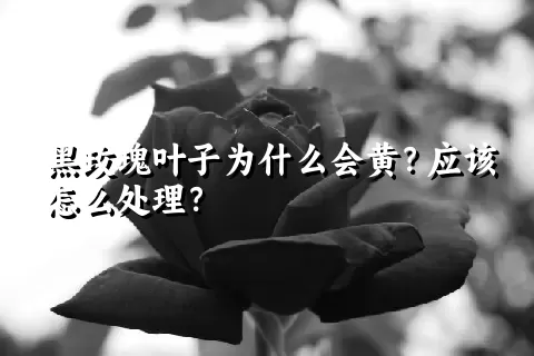 黑玫瑰叶子为什么会黄？应该怎么处理？