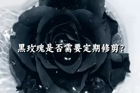 黑玫瑰是否需要定期修剪？