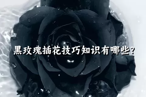 黑玫瑰插花技巧知识有哪些？