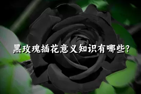 黑玫瑰插花意义知识有哪些？