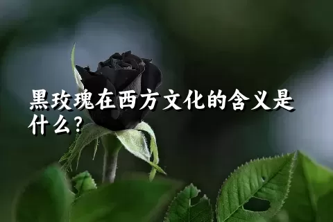 黑玫瑰在西方文化的含义是什么？