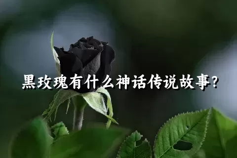 黑玫瑰有什么神话传说故事？