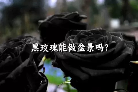 黑玫瑰能做盆景吗？