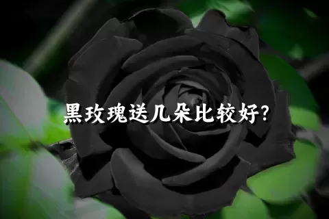 黑玫瑰送几朵比较好？