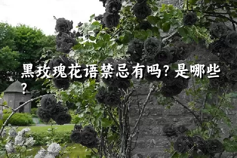 黑玫瑰花语禁忌有吗？是哪些？