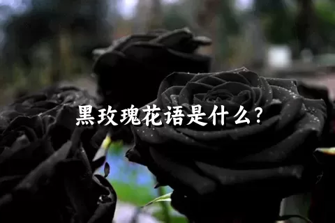 黑玫瑰花语是什么？