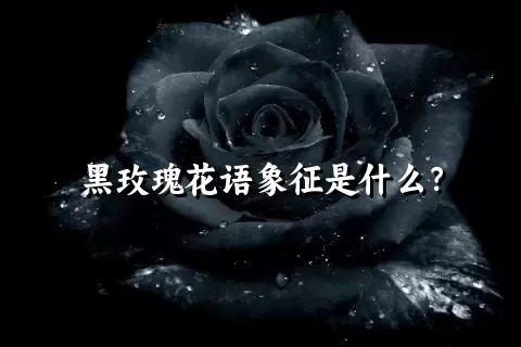 黑玫瑰花语象征是什么？