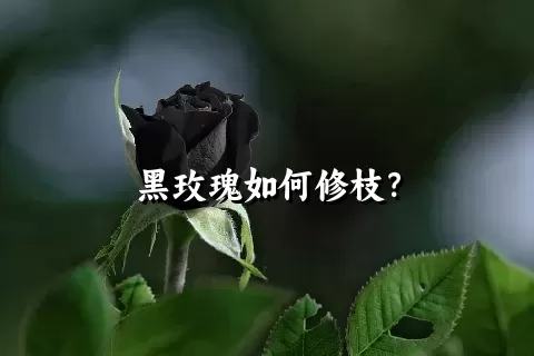 黑玫瑰如何修枝？