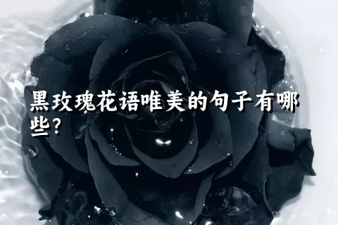 黑玫瑰花语唯美的句子有哪些？