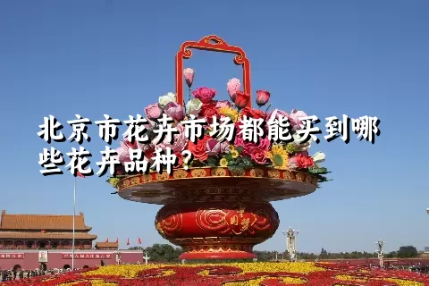 北京市花卉市场都能买到哪些花卉品种？