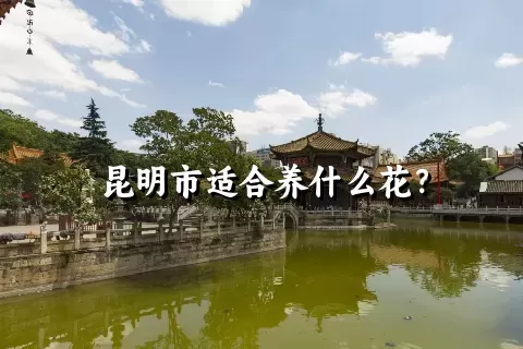 昆明市适合养什么花？