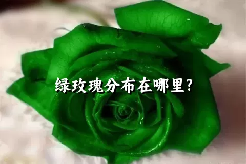 绿玫瑰分布在哪里?