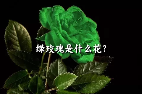 绿玫瑰是什么花？