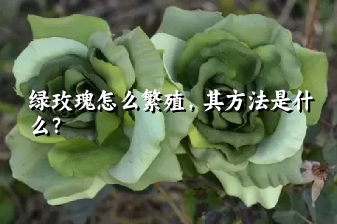 绿玫瑰怎么繁殖，其方法是什么？