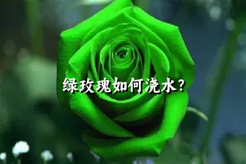 绿玫瑰如何浇水？