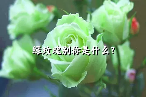 绿玫瑰别称是什么？