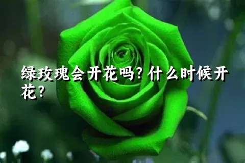 绿玫瑰会开花吗？什么时候开花？